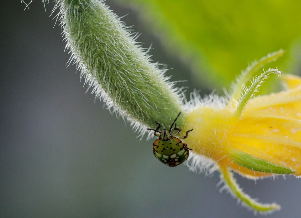 Někdy hmyz doma je na škodu.