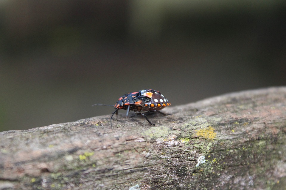 Dejte si pozor na štěnice.