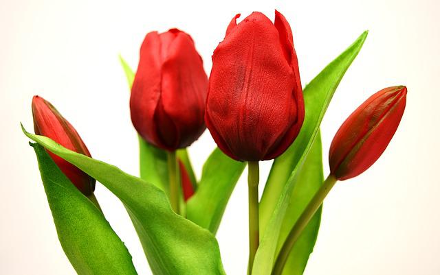 umělé tulipány